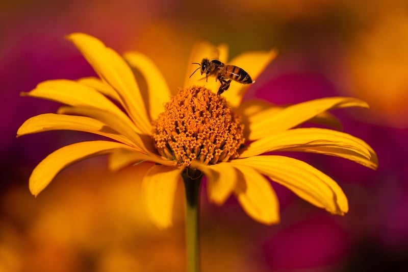 Echinacea Flower
